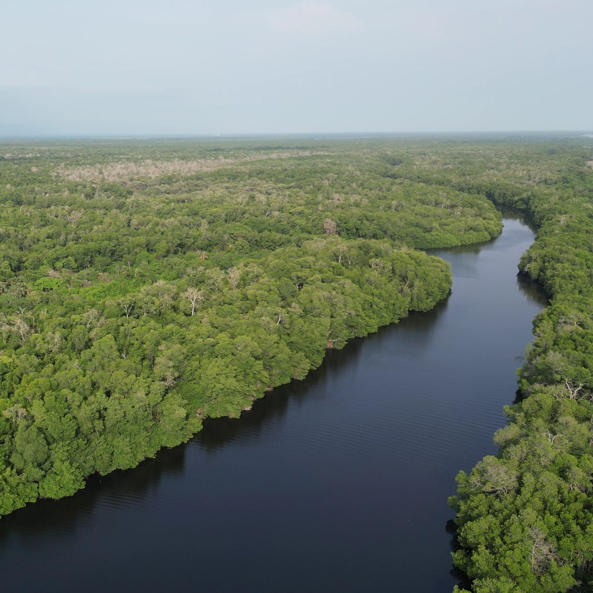 Manglar en la Reserva de la Biosfera La Encrucijada, Chiapas