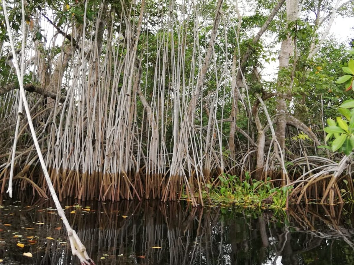 Raíces de mangle rojo en el área del proyecto PSHM, Reserva de la Biosfera La Encrucijada, Chiapas